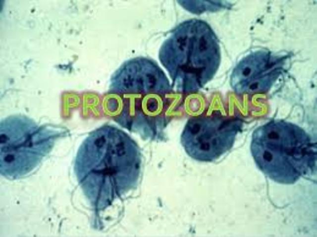 Leeunwehoek observes the protozoan