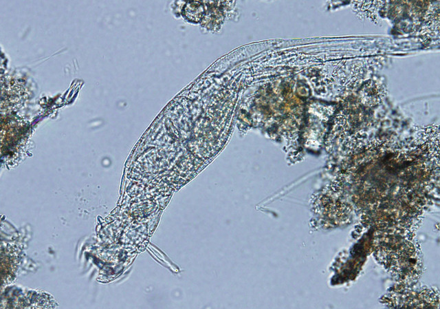 Leeunwehoek-Observation of organisms in the wate