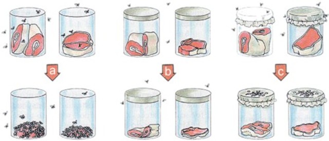 Spallazani esperiment's
