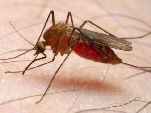 Malaria Mosquito