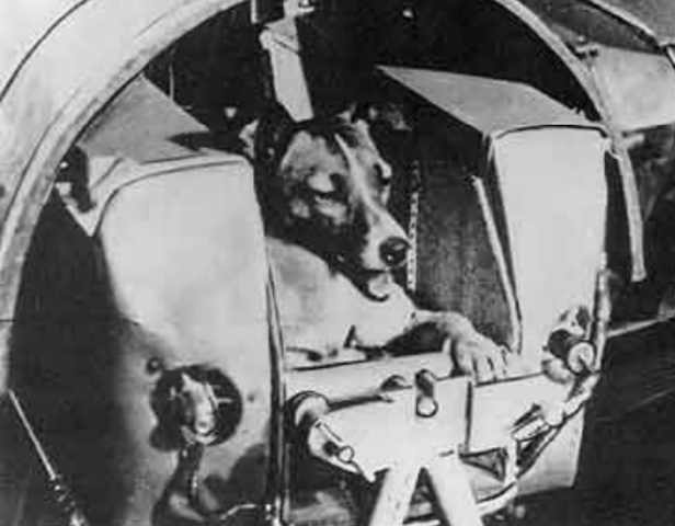 USSR sputnik carried a small dog into orbit