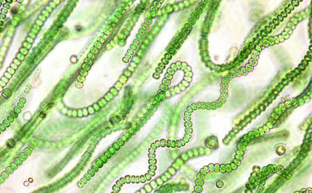 Compaiono le prime alghe azzurre