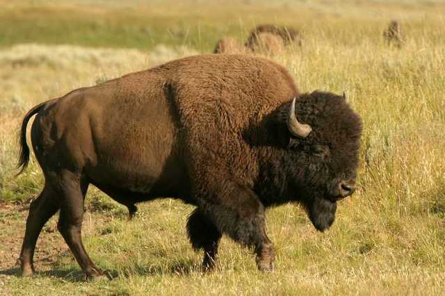 Destruction of Bison
