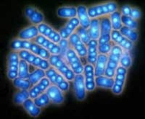 Arrivano i primi organismi pluricellulari