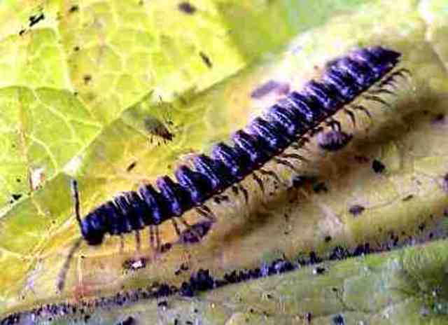 Le piante e gli animali colonizzano i continenti