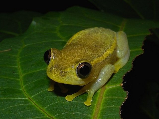 Comparsa dei primi anfibi