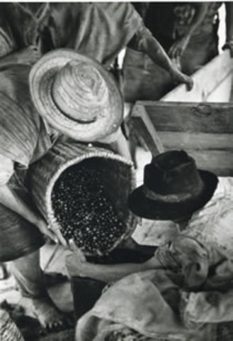 LA CULTURA DEL CAFÉ. LOS PIONEROS.