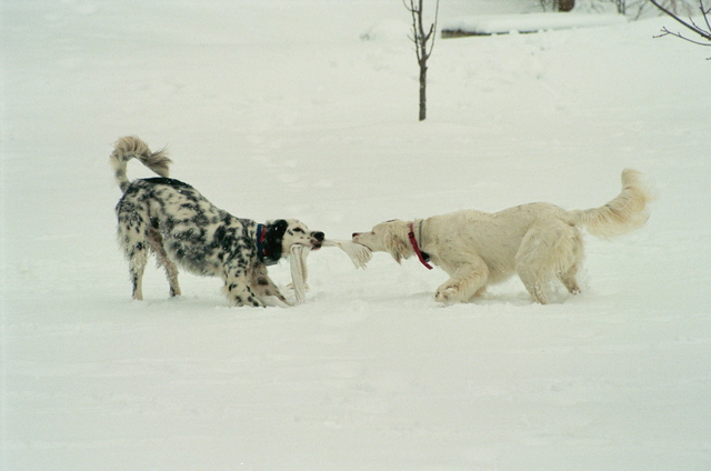 Snowstorm In Charlotte