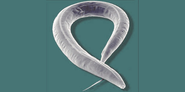 Caenorhabditis elegans