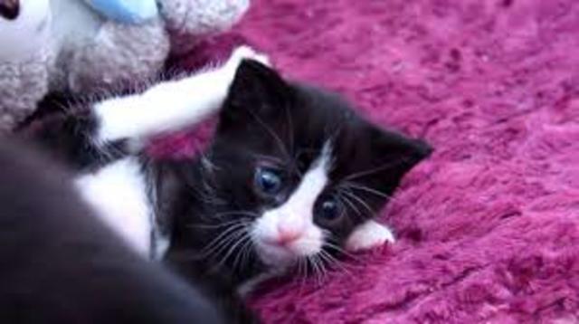 Got my first pet cat