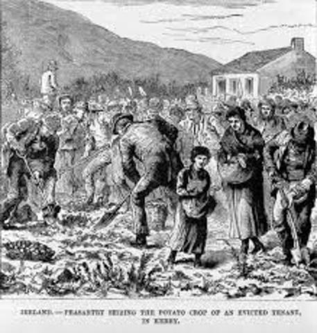 The great potato famine
