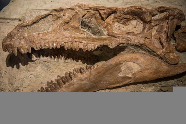 Si estinguono i dinosauri