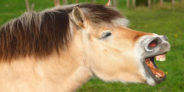 first domesticated horse