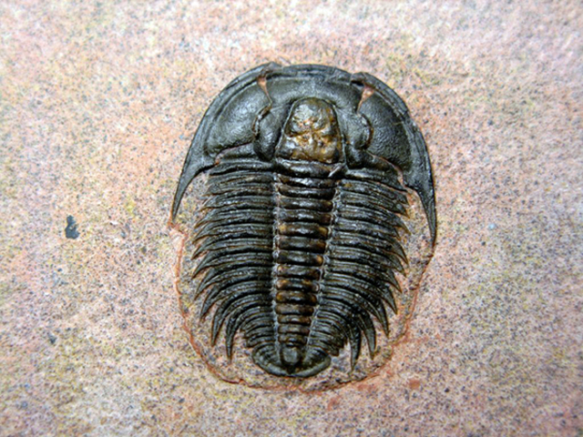 Nuovi organismi: i Trilobiti