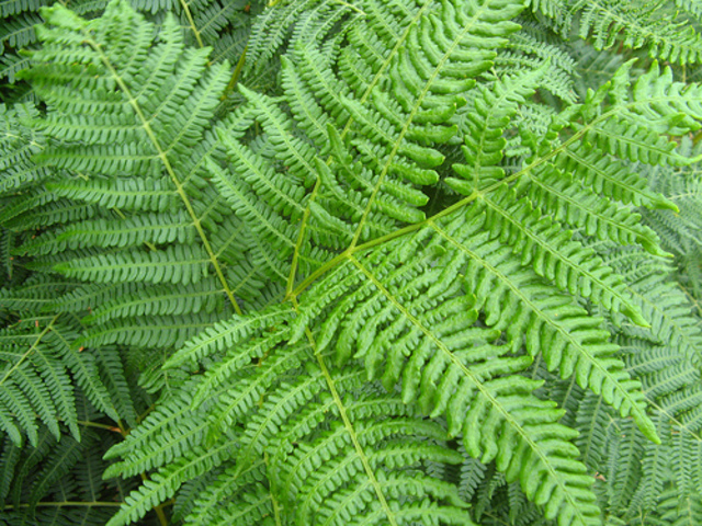 Le piante cominciano a colonizzare le terre emerse