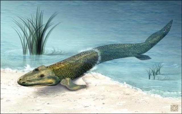 I vertebrati acquatici iniziarono ad uscire dall'acqua e, grazie alle pinne più robuste, riuscirono a spostarsi sulla terra ferma
