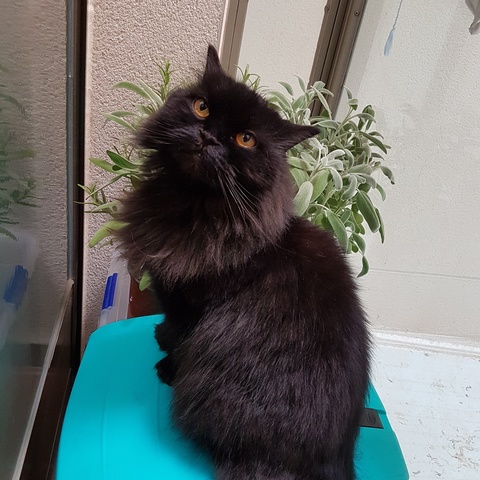 Adopción de mi gata Rosita