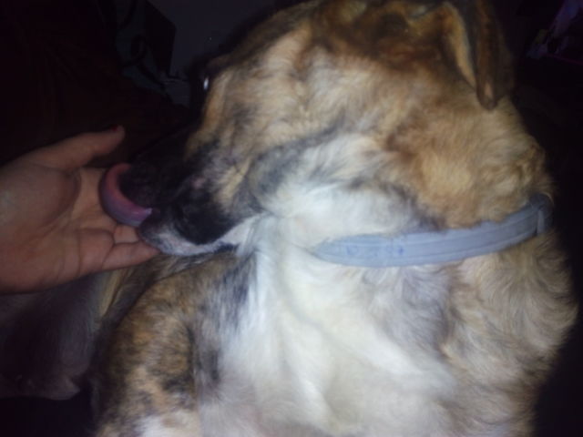 Adopción de mi perro Diodoro