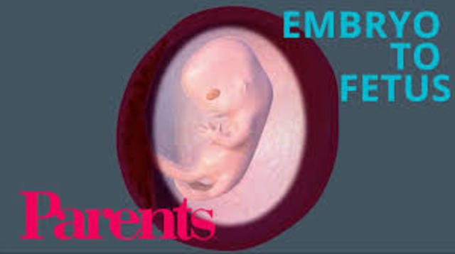 embryo to fetus
