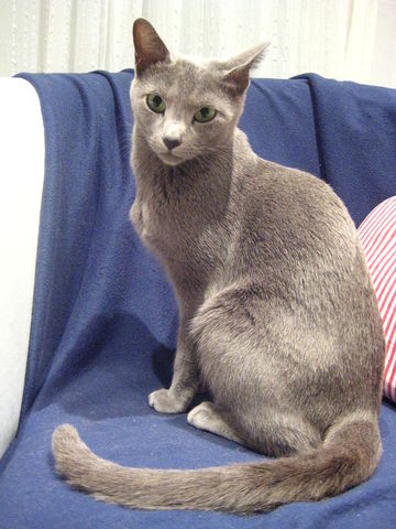 gato azul ruso