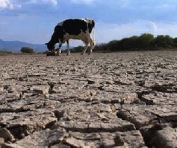 Fauna afectada por sequías