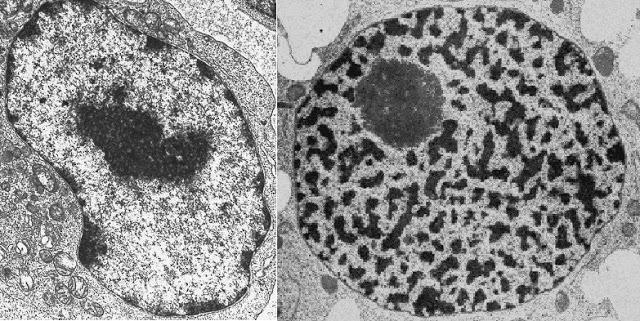 Robert Brown ( 1773 - 1858)