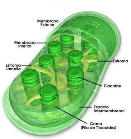 Jun 27 ( 1862 ) Identificacion De Los Cloroplastos