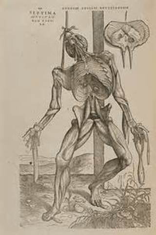 Vesalius