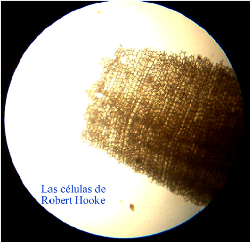 Robert Hooke observa con un microscopio células muertas procedentes de un delgado corte de corcho.