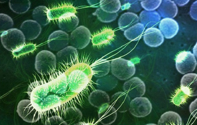 John Needham encuentra los primeros seres unicelulares vistos por un microscopio