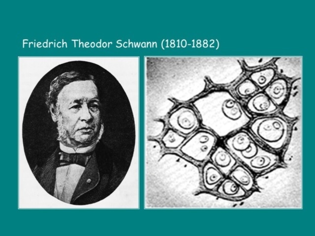 Friedrich T. Schwann, creación de la teoría celular