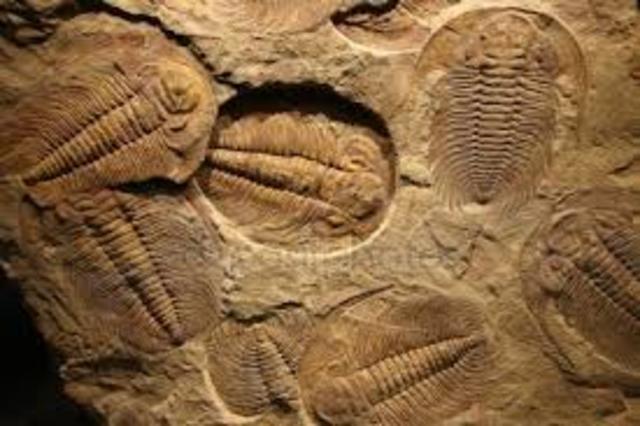 Trilobiti