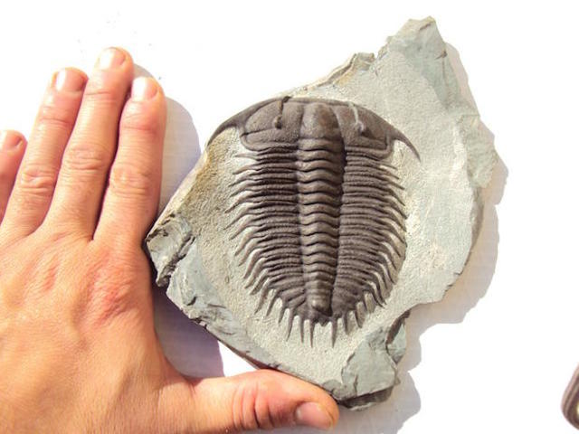 Trilobiti