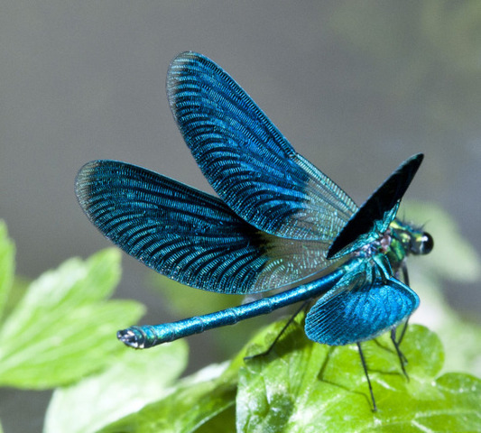 Colonizzazione progressiva