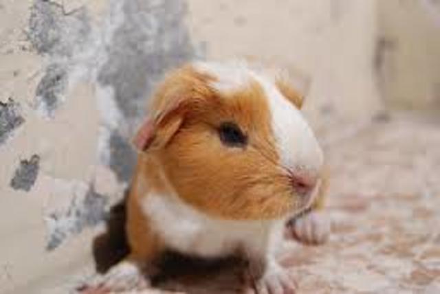 Vino a vivir pelusa a casa