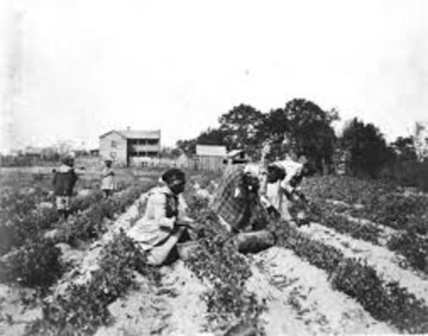 Sharecropping/Tentant Farming