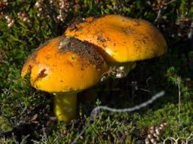 Amanita Cesarea