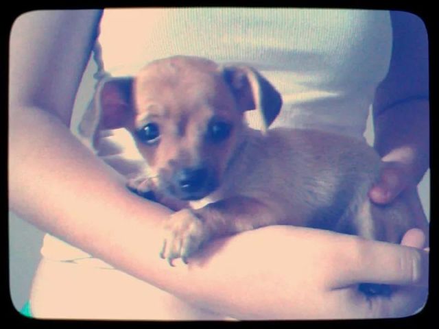 Me regalan a mi primer mascota.