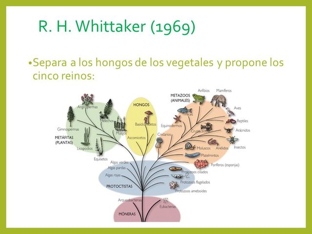 R.H. Whittaker