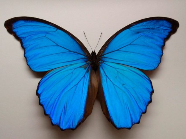 Mariposa