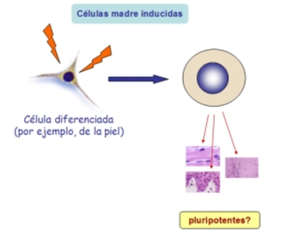 células madre a partir de células de la piel humana.