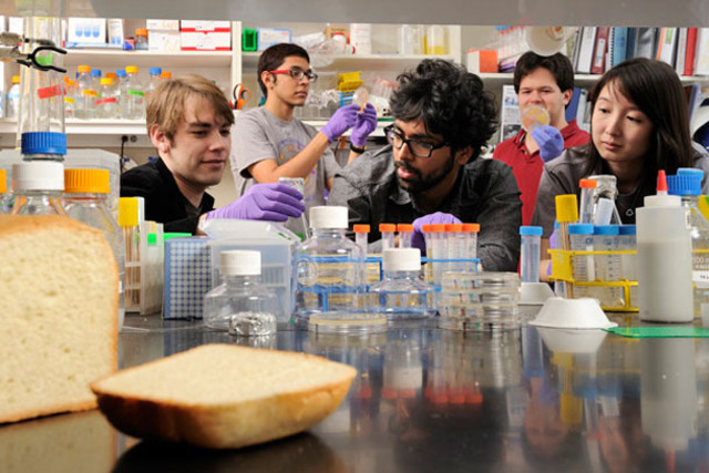 Levadura modificada para obtener opiáceos