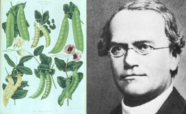 Gregor Mendel