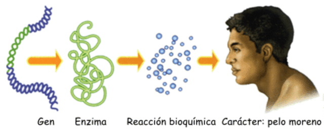 G. Beadle, E. Tatum y J. Lederberg