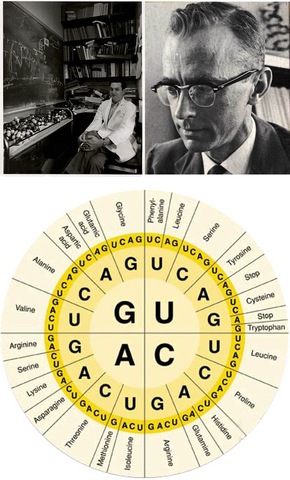 R. Holley, H. Khorana y M. Niremberg