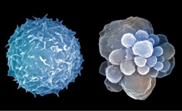 H. Horvitz, S. Brenner y J. Sulston