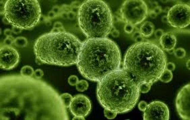 Organismi Unicellulari