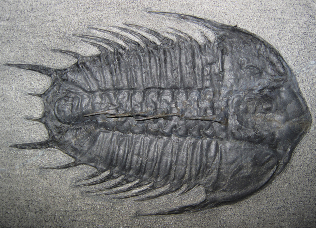 Cambrian Period- 570 - 500 MYA