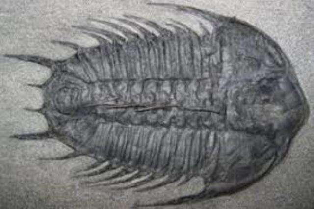 Cambrian Period- 570 - 500 MYA