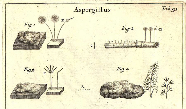Nova Plantarum, Aspergillus